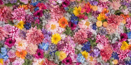 mur de différentes fleurs